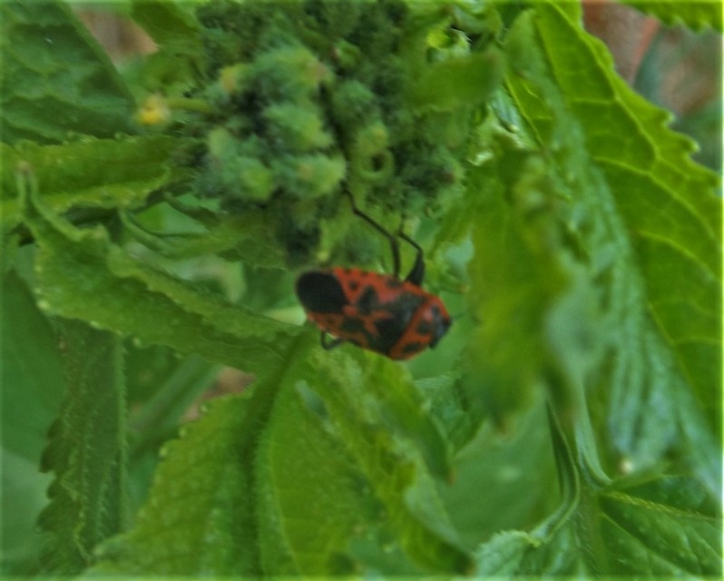 Eurydema ventralis - káposztapoloska Eurydema ventralis - káposztapoloska