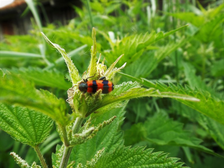 Trichodes apiarius - szalagos méhészbogár