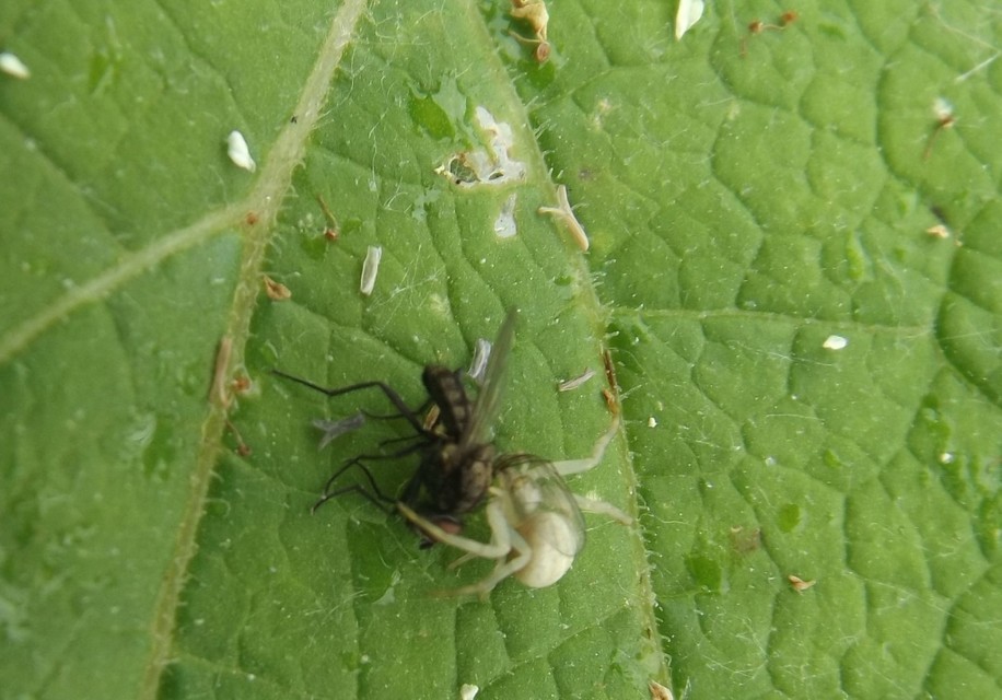 Misumena vatia - viráglakó karolópók
