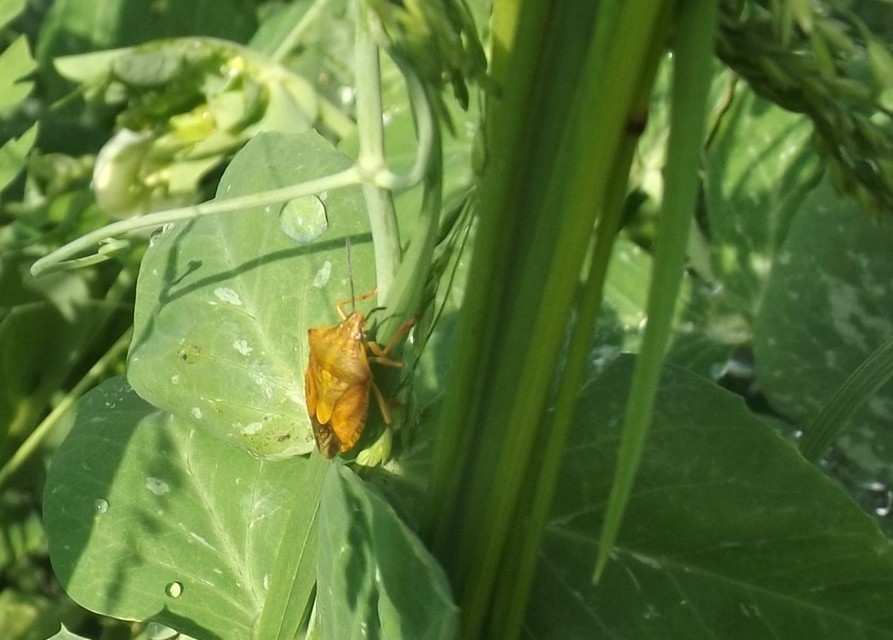 Carpocoris Carpocoris
