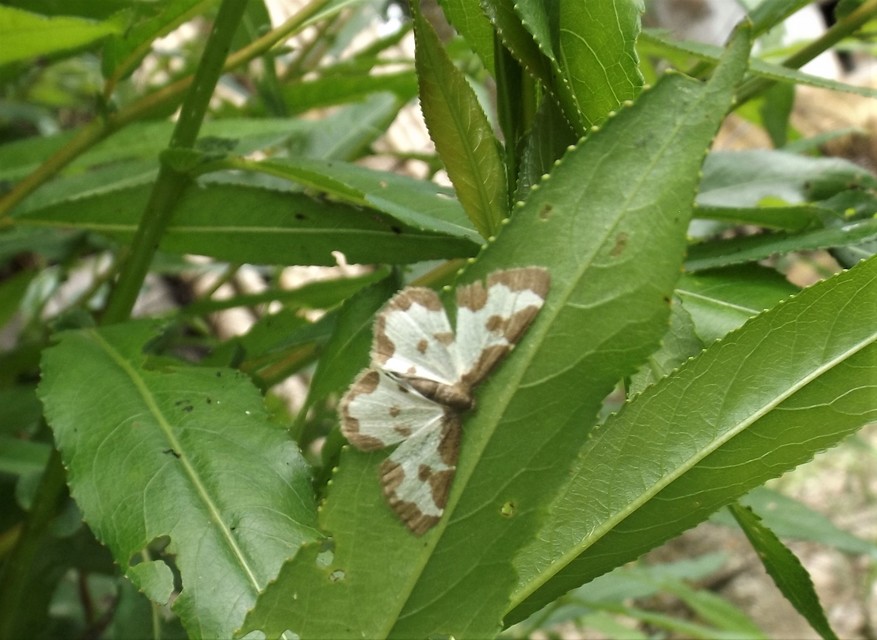 Lomaspilis marginata - szegélyes nyárfaaraszoló