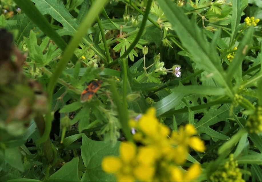 Corizus hyoscyami - piros karimáspoloska