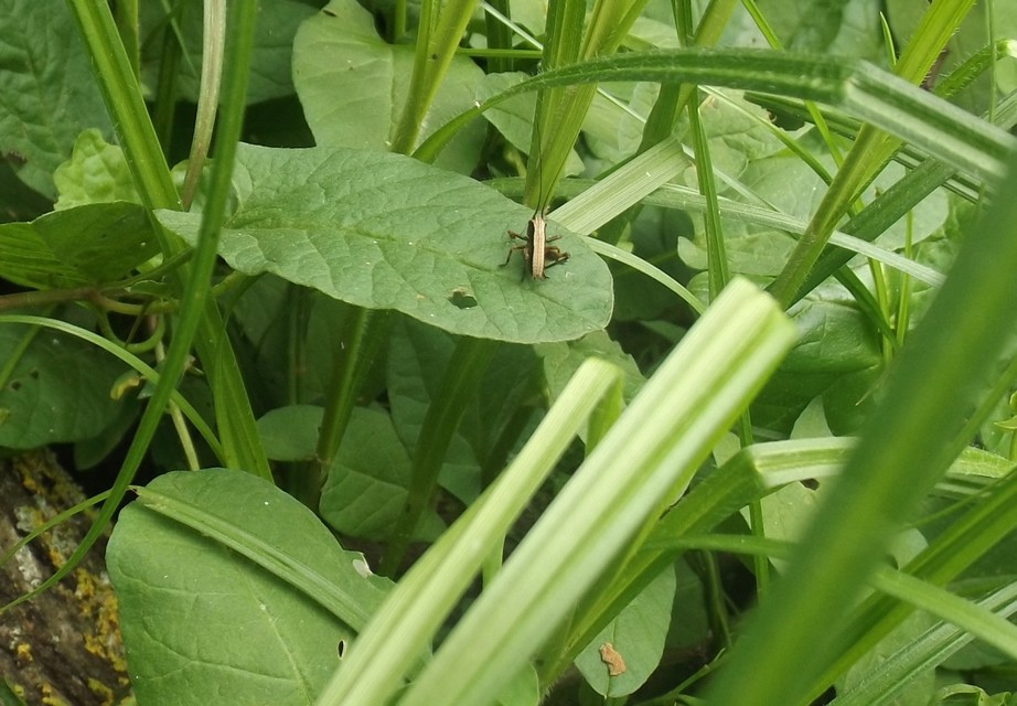 Pholidoptera griseoaptera - szürke avarszöcske