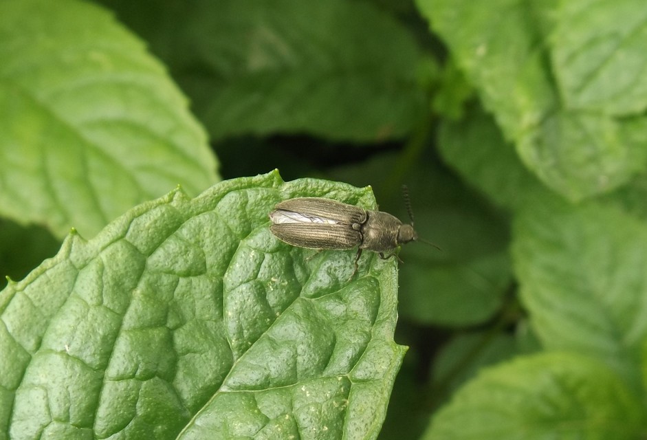 Cidnopus pilosus - szőrös pattanó
