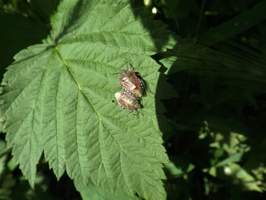 Dolycoris baccarum - közönséges bogyómászó-poloska Dolycoris baccarum - közönséges bogyómászó-poloska