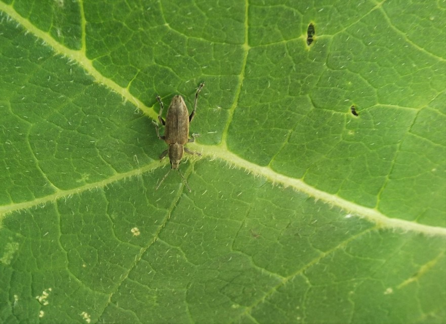 Tanymecus palliatus - közönséges hegyesfarúbarkó