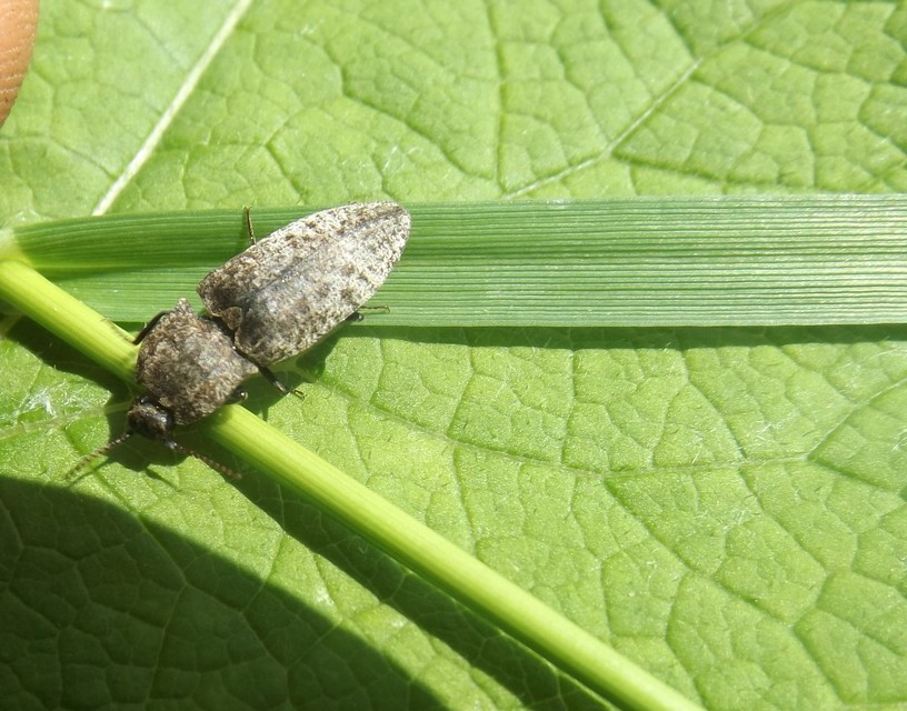 Agrypnus murinus - egérszínű pikkelyespattanó