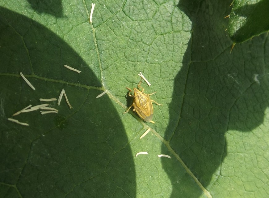 Aelia acuminata - közönséges szipolypoloska Aelia acuminata - közönséges szipolypoloska