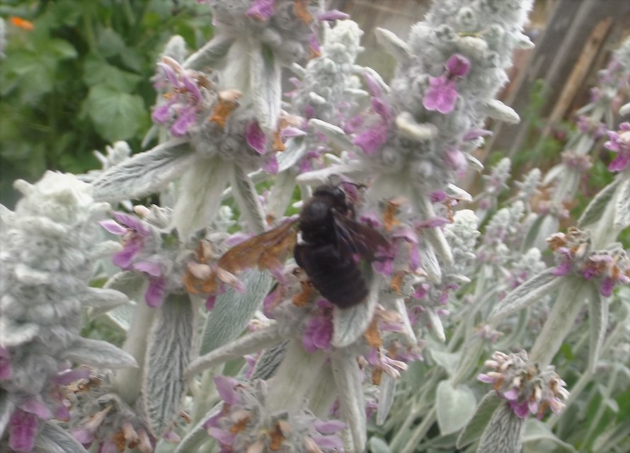 Xylocopa violacea - kék fadongó