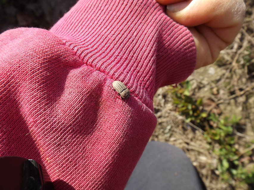 Opatrum sabulosum - sároshátú gyászbogár
