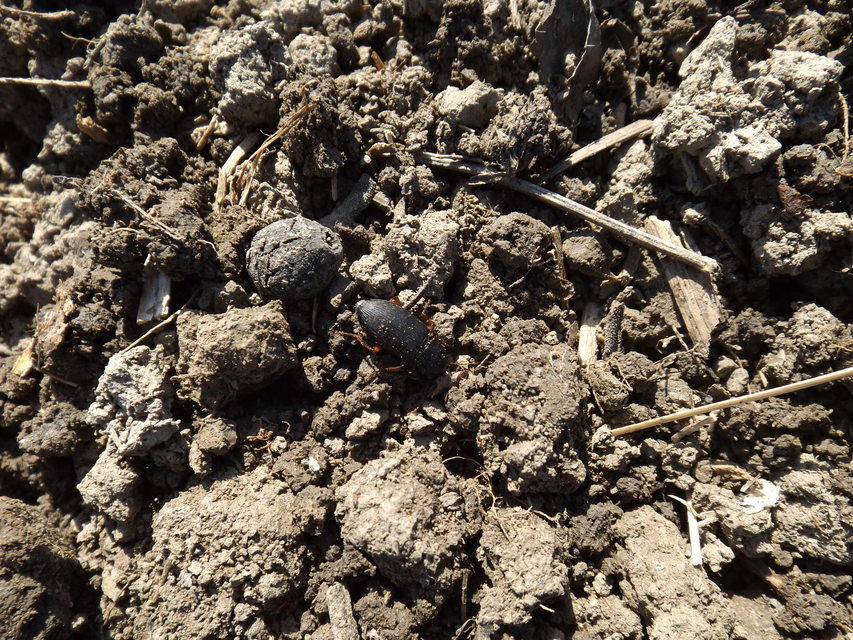 Harpalus rufipes - nagy selymesfutó