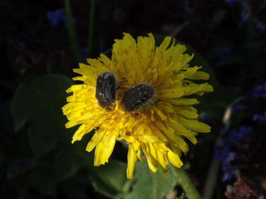Tropinota hirta - bundás virágbogár