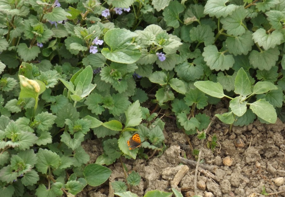 Lycaena phlaeas - közönséges tűzlepke