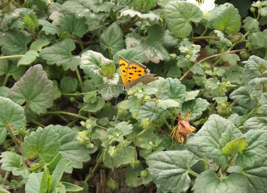 Lycaena phlaeas - közönséges tűzlepke