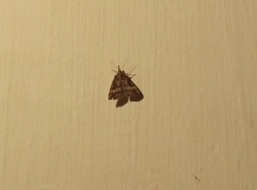 Hypena rostralis - közönséges karcsúbagoly