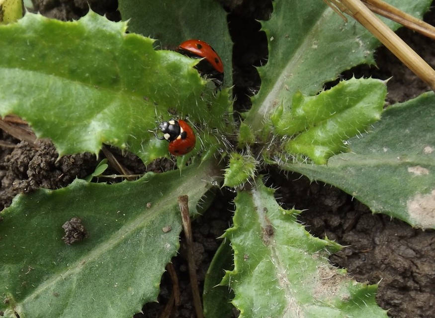 Coccinella septempunctata - hétpettyes katica