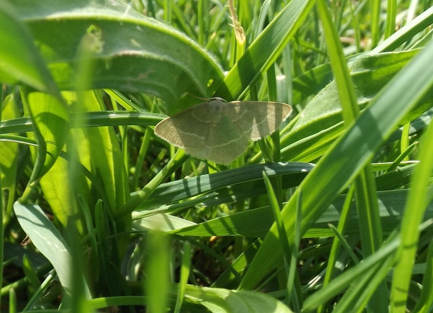 Chlorissa viridata/cloraria