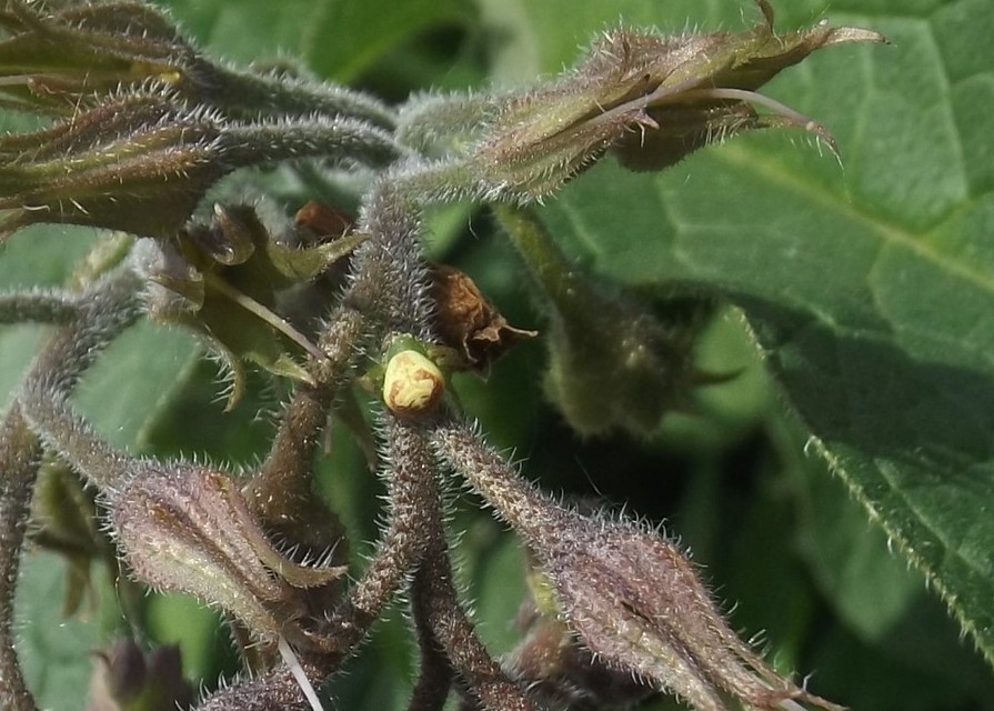 Ebrechtella tricuspidata - alakoskodó karolópók