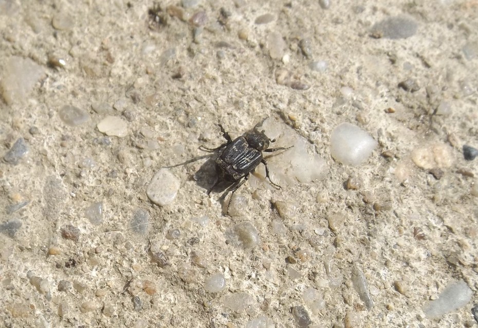 Valgus hemipterus - suta virágbogár
