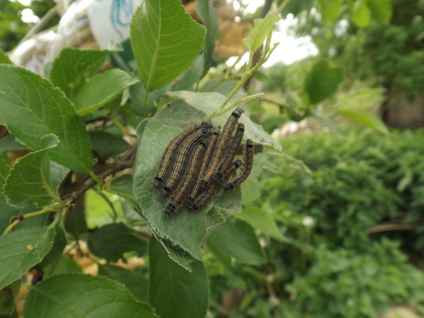 Malacosoma neustria - gyűrűsszövő