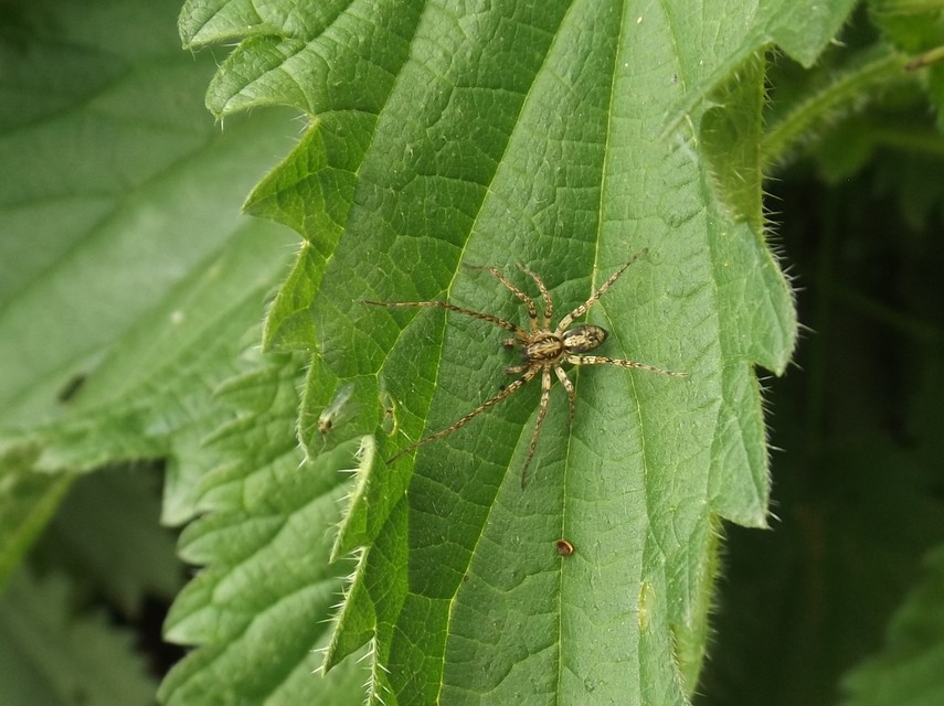 Anyphaena accentuata - jegyespók