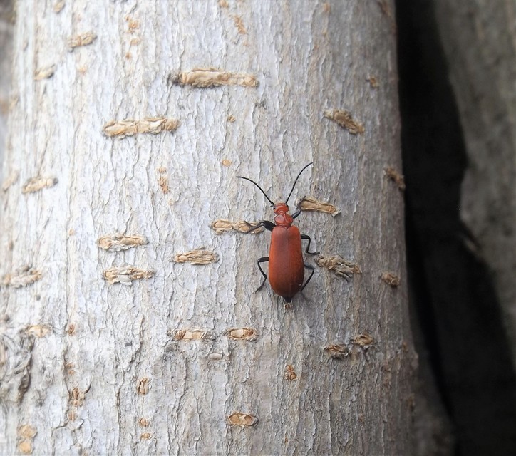Pyrochroa serraticornis - közép-bíborbogár