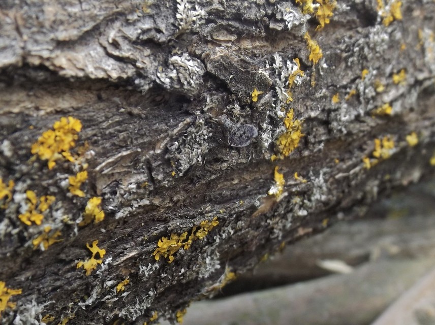 Callopistromyia annulipes - pávalégy