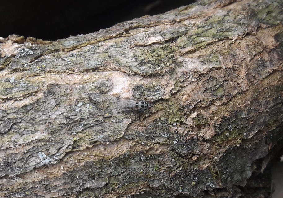 Anthomyia