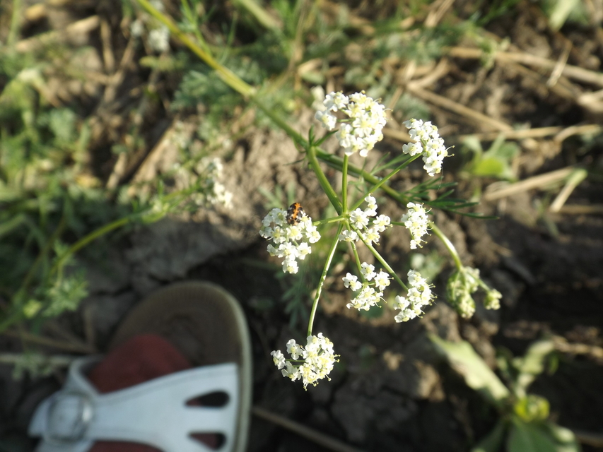 Anthrenus scrophulariae - nagy múzeumbogár