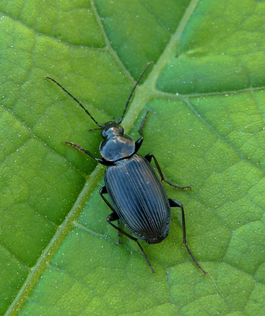 Agonum lugens - mocsári kisfutó Agonum lugens - mocsári kisfutó