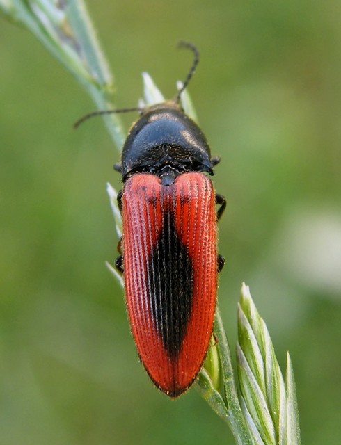 Ampedus sanguinolentus - középfoltos pattanó