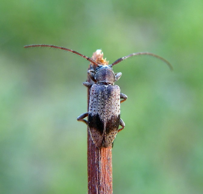 Exocentrus punctipennis - szilfa-rőzsecincér