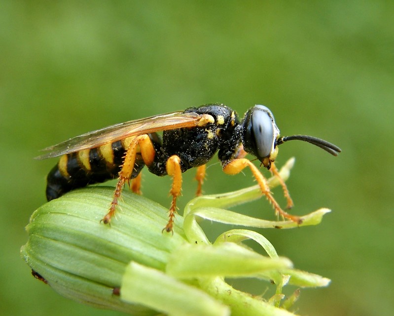 Crabronidae - szitásdarazsak