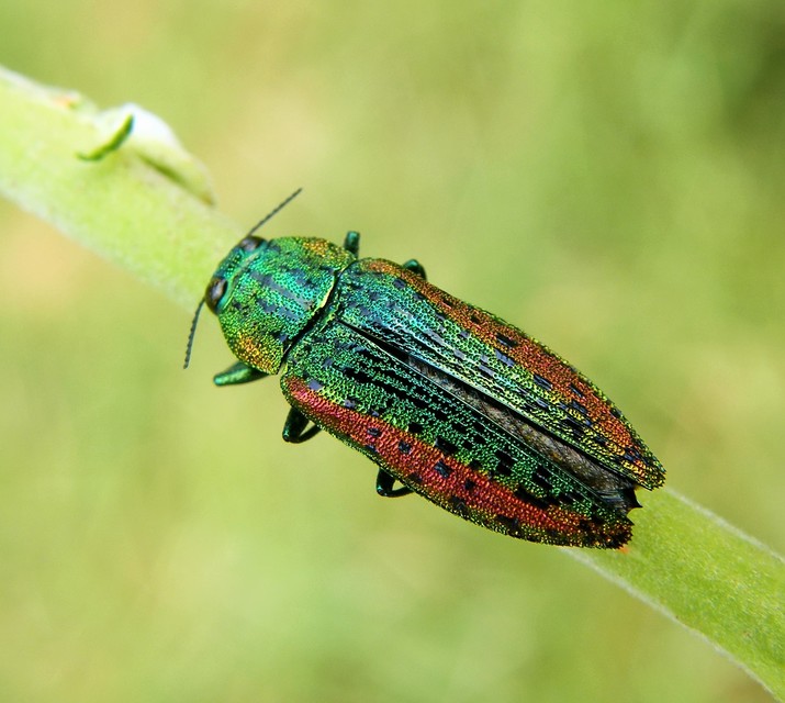 Lamprodila decipiens - nyírfa-tarkadíszbogár Lamprodila decipiens - nyírfa-tarkadíszbogár