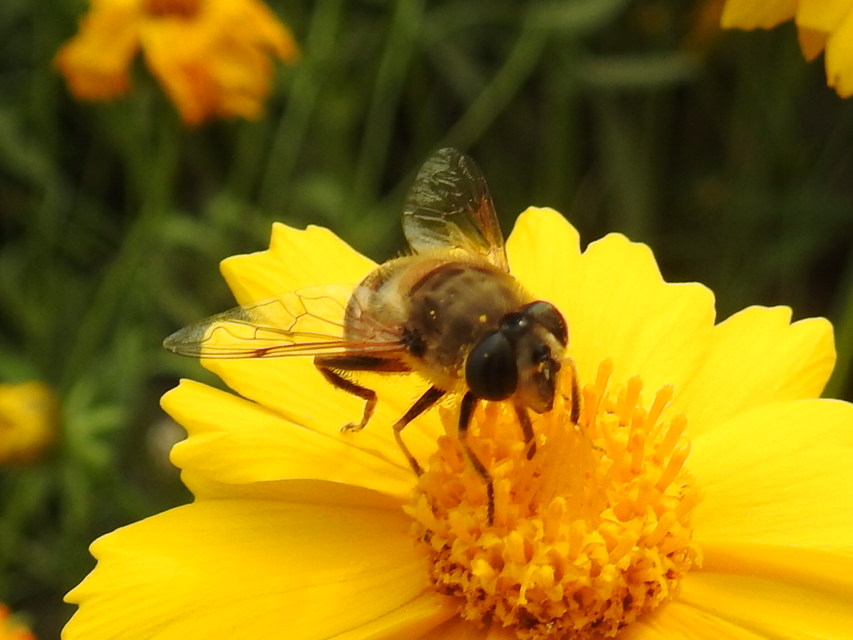 Eristalis tenax - közönséges herelégy