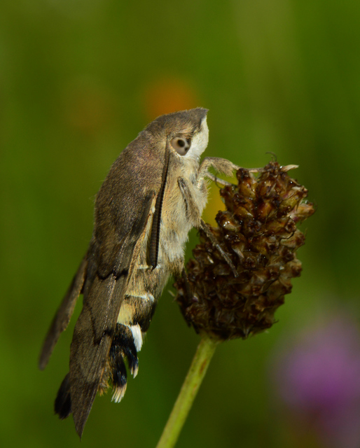 Macroglossum stellatarum - kacsafarkú szender