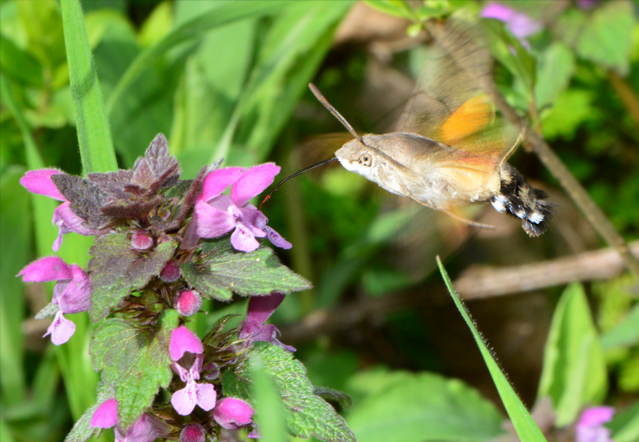 Macroglossum stellatarum - kacsafarkú szender