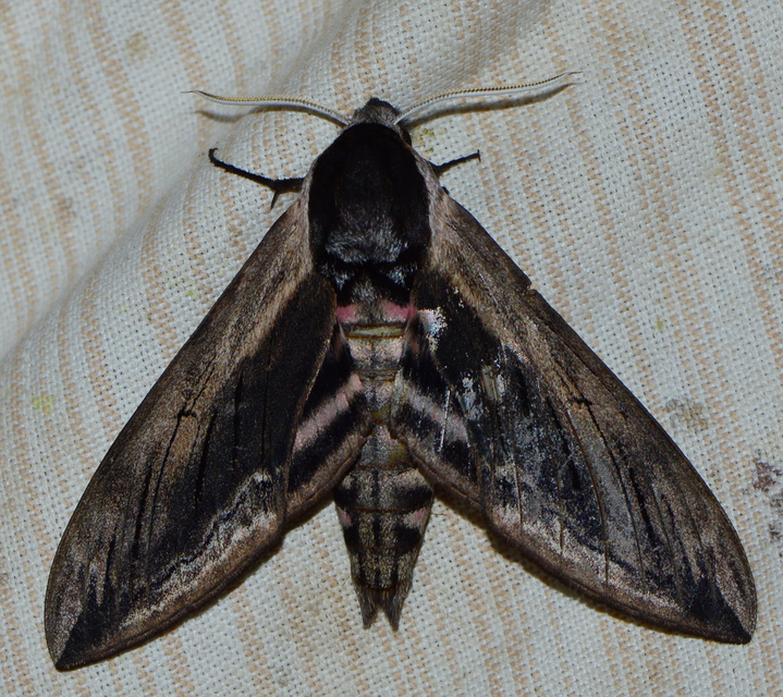 Sphinx ligustri - fagyalszender