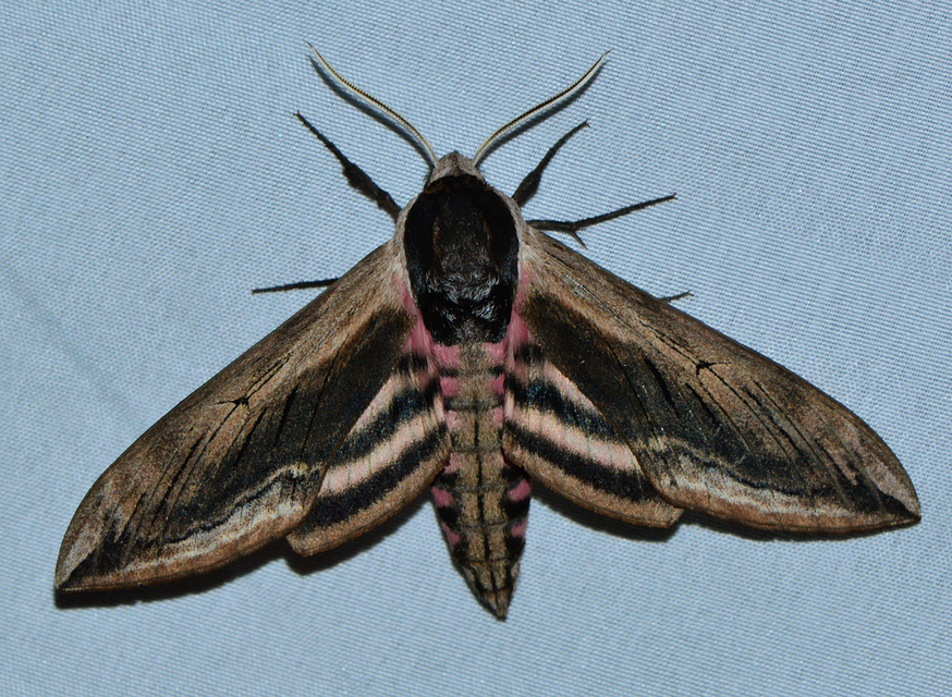 Sphinx ligustri - fagyalszender
