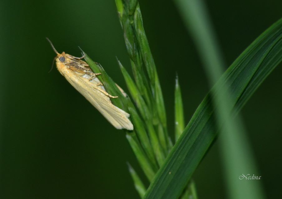 Aphelia paleana - sápadt sodrómoly
