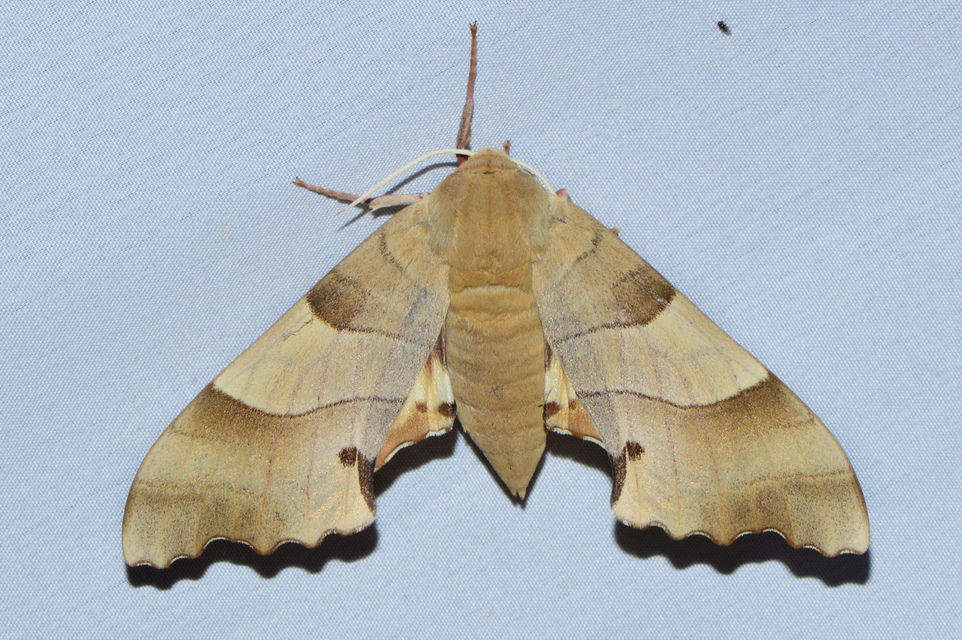 Marumba quercus - tölgyfaszender