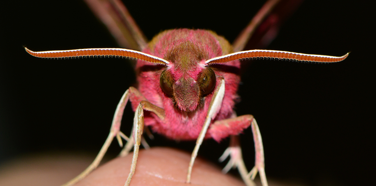 Deilephila porcellus - piros szender