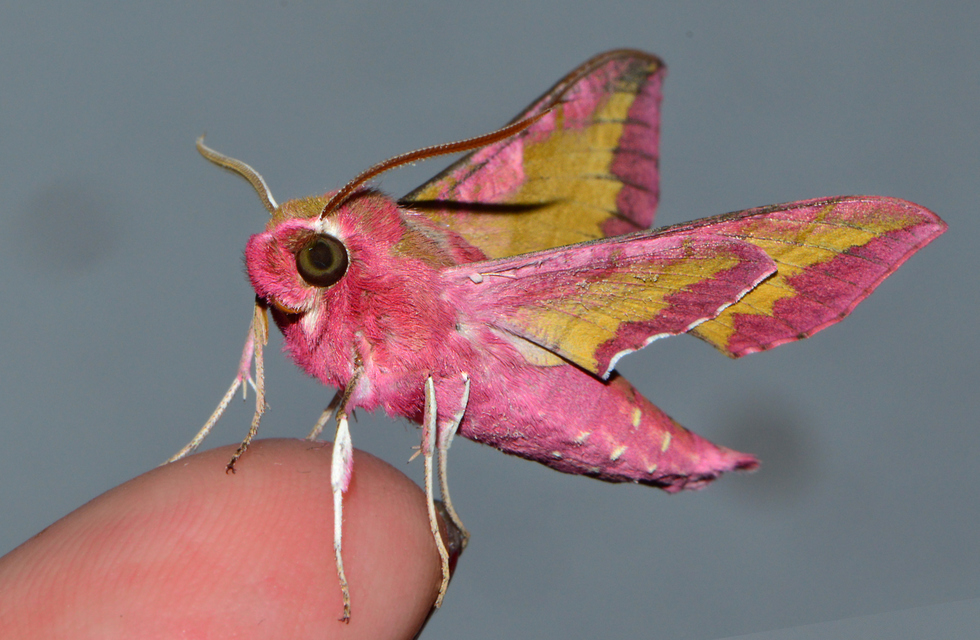 Deilephila porcellus - piros szender