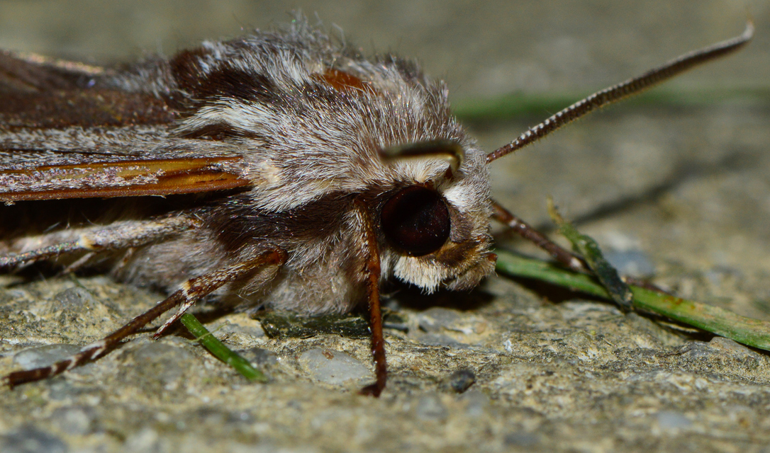 Hyloicus pinastri - fenyőszender