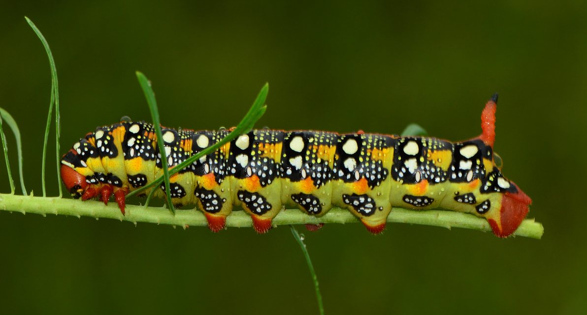 Hyles euphorbiae - kutyatejszender