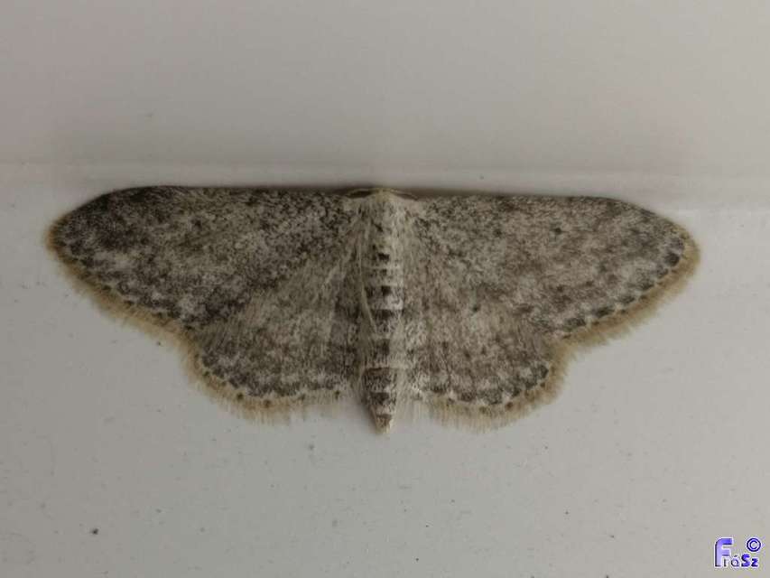 Idaea seriata - szürke apróaraszoló
