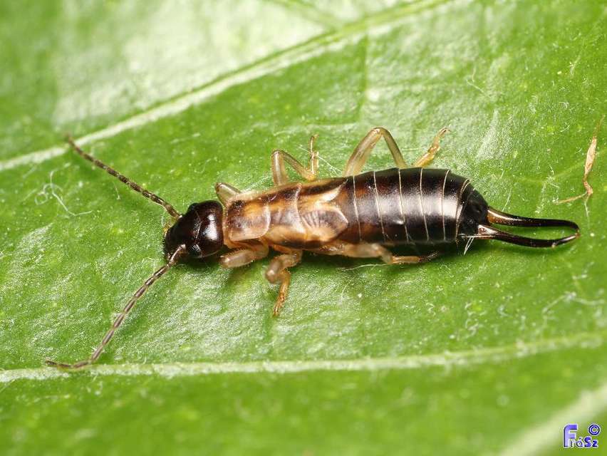 Forficula auricularia - közönséges fülbemászó