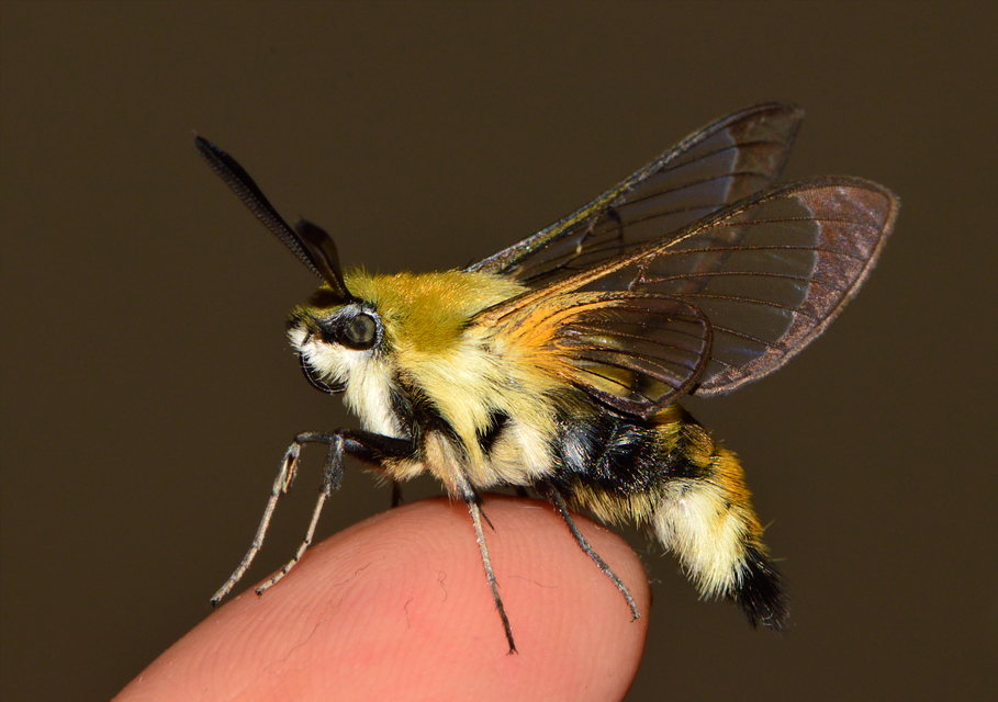 Hemaris tityus - pöszörszender