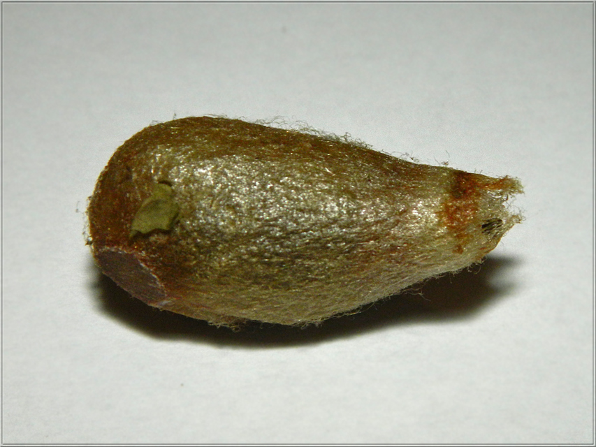 Saturnia pavoniella/pavonia