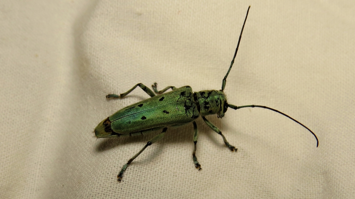 Saperda octopunctata - nyolcpontos cincér